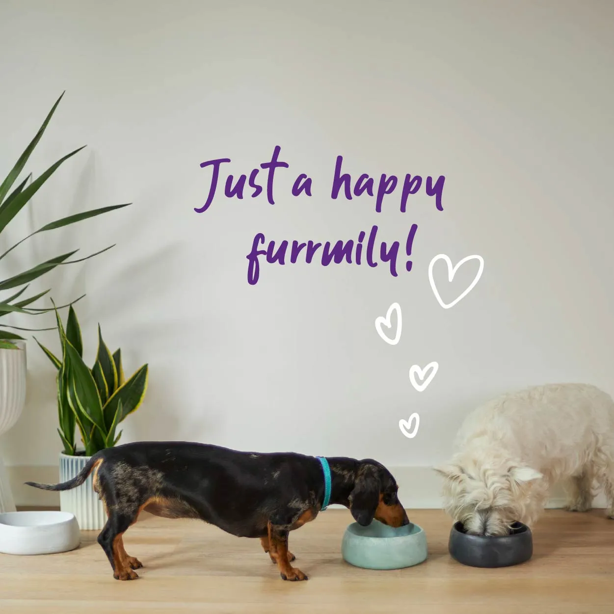 Better Bowl For Dogs - Sage Green