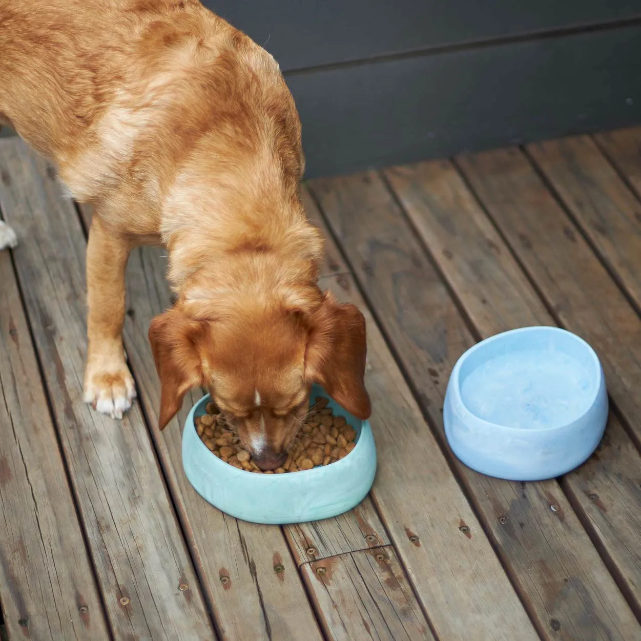 Better Bowl For Dogs - Sage Green