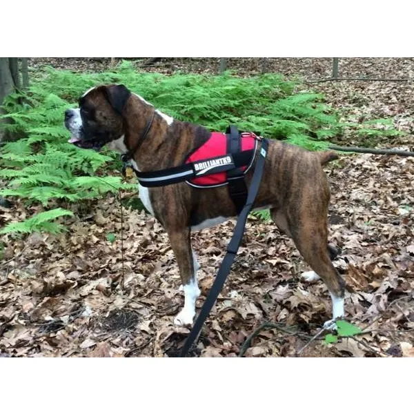 BrilliantK9 Ergonomic Dog Harness Lucy Large