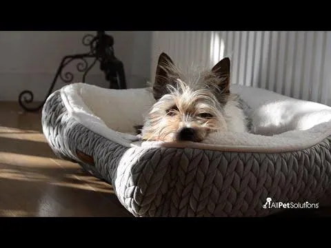 Dog Crate Home Folding Kennel - M 91L x 61W x 66Hcm