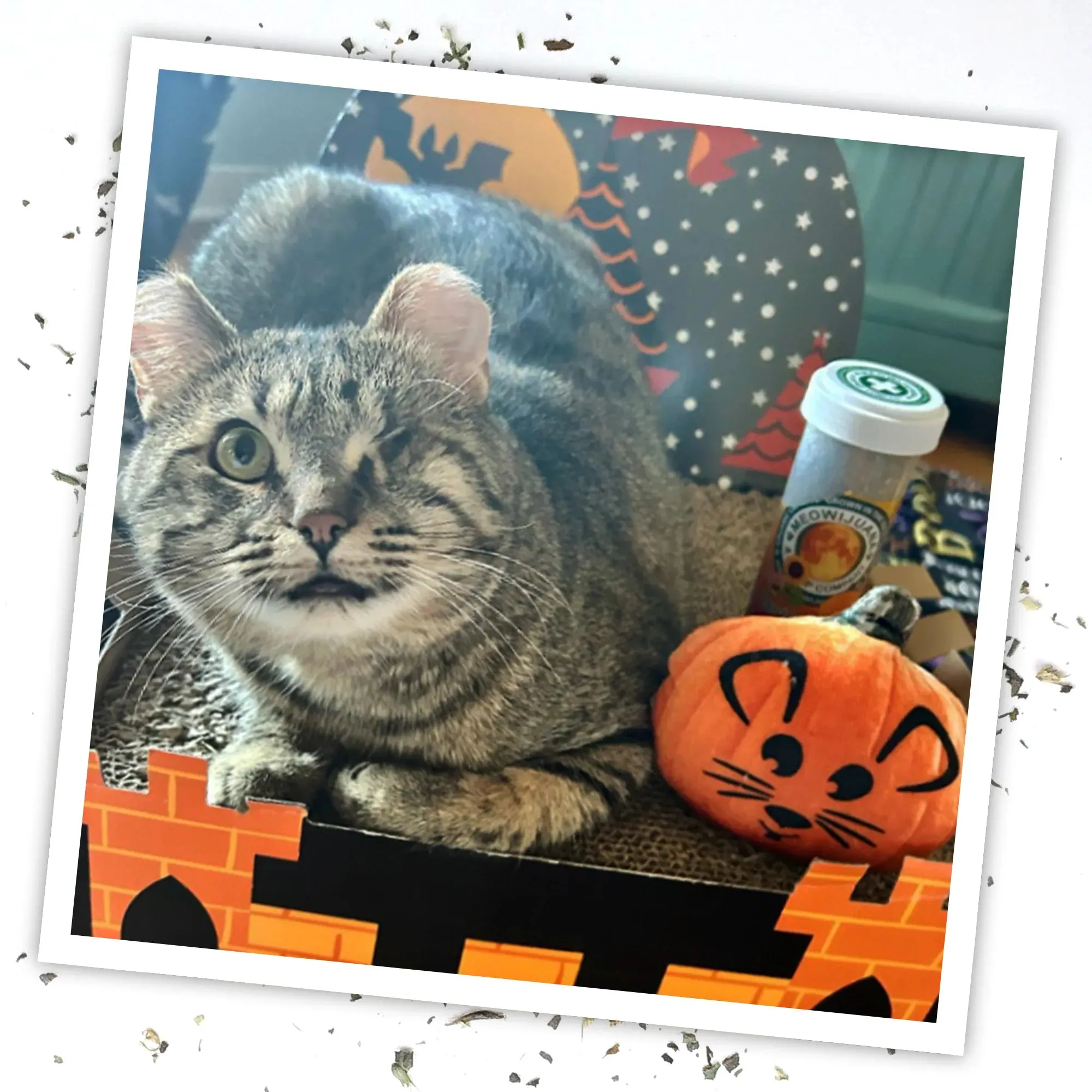 Get Spooked Pumpkin Refillable Cat Toy