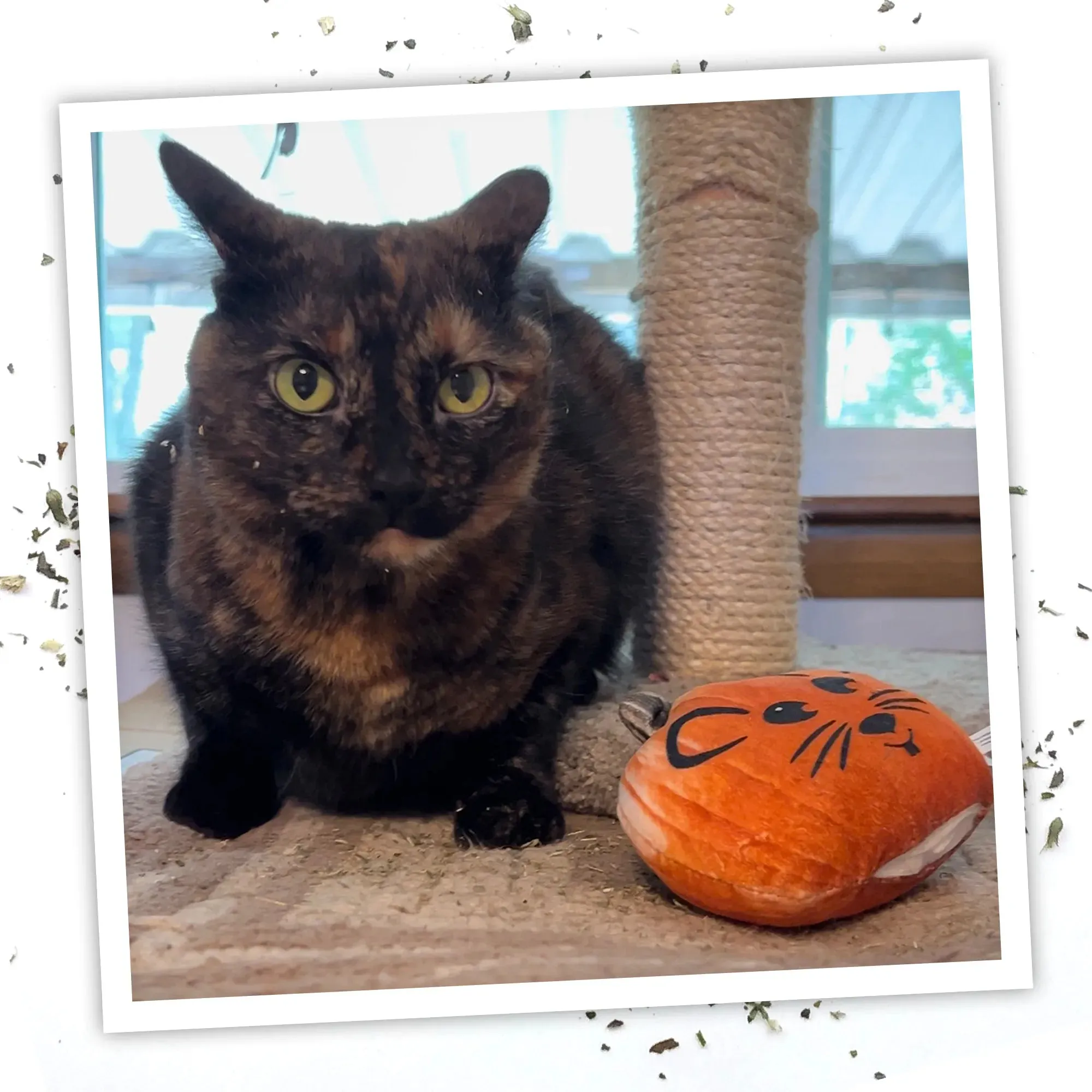 Get Spooked Pumpkin Refillable Cat Toy
