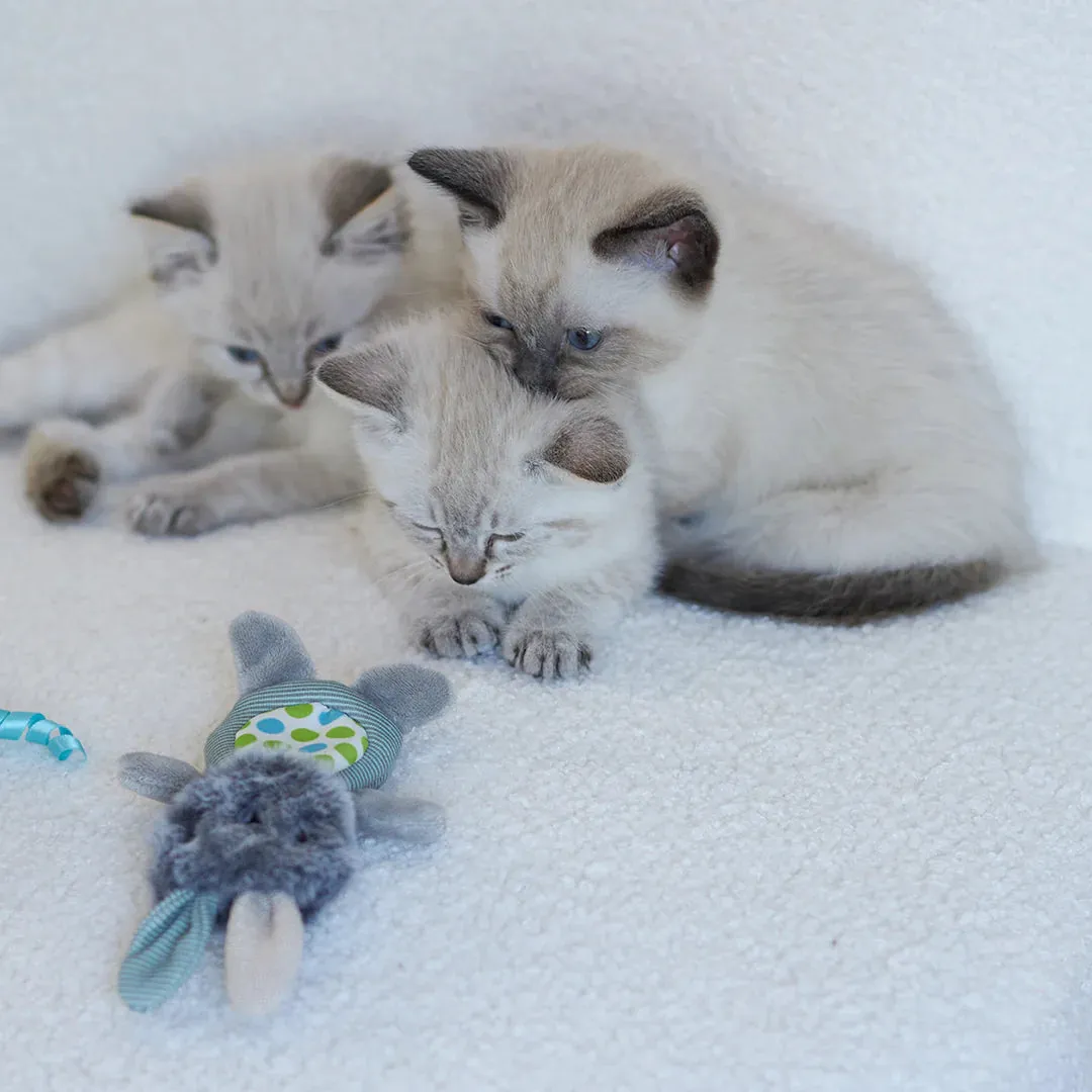 Kazoo Grumpy Rabbit Cat Toy